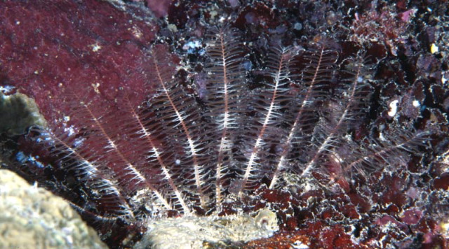 Comanthus wahlbergii